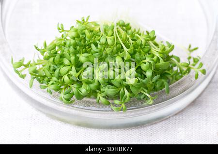 Creme, germogli e microgreen freschi in una ciotola di vetro su lino. Chiamato anche crescione, mosto di pepe o erba piperita. Foto Stock