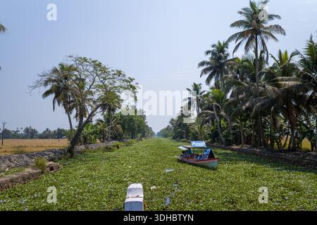 Alappuzha, India - 9 marzo 2023: Una piccola barca con un cartello pubblicitario Amul viene vista su un canale densamente coperto di giacinto d'acqua, delimitato da ricami in pietra e fiancheggiato da palme sotto un cielo limpido. Foto Stock