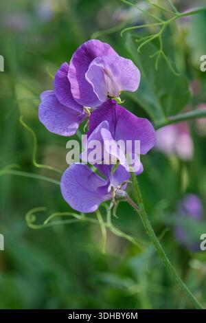 Lathyrus odoratus Heathcliff, pisello dolce Heathcliff, grandi fiori blu malva Foto Stock