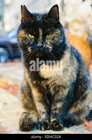 Gatto nero seduto fuori, guardando direttamente sulla camara. Foto Stock