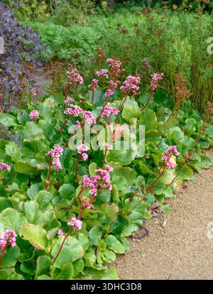 Bergenie (Bergenia cordifolia 'Herbstblüte') Foto Stock