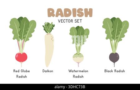 Set di illustrazioni vettoriali radish. Tipi di Clipart per cartone ravanello in stile piatto. Red Globe, Daikon, anguria Radish, Black Radish. Piatti con verdure Illustrazione Vettoriale