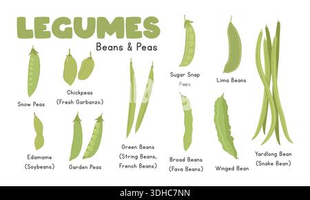Set vettore legumi. Set vettoriale per cartoni animati piatti con fagioli e piselli isolato su sfondo bianco. Fagioli verdi, piselli zuccherati, fagioli Lima, piselli neve Illustrazione Vettoriale