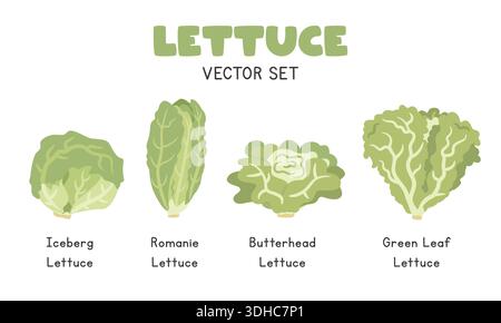 Set di illustrazioni vettoriali per lattuga, set Clipart per cartoni animati in stile piatto. Lattuga iceberg, Romaine, lattuga Butterhead, lattuga Green Leaf, Flat Vector Desi Illustrazione Vettoriale