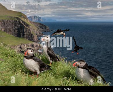 Pulcinelle di mare in piedi e in volo sull'oceano con scogliere e erba verde sullo sfondo Foto Stock