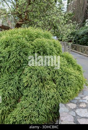 Sicheltanne (Cryptomeria japonica "Globosa Nana") Foto Stock