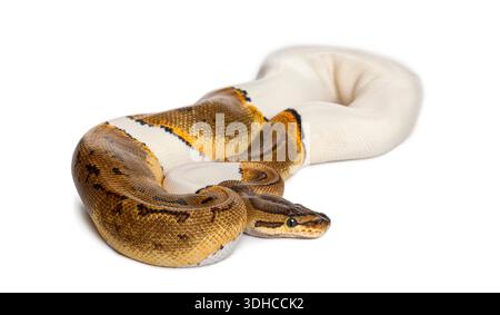 Pinstripe Pied Royal Python, Ball Python, Python regius, un bellissimo rettile per animali domestici che mostra i suoi motivi e le sue scale uniche Foto Stock