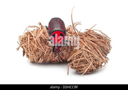 Red Palm weevil, Rhynchophorus ferrugineus, un'infestazione agricola distruttiva, che poggia sul suo bozzolo costruito Foto Stock