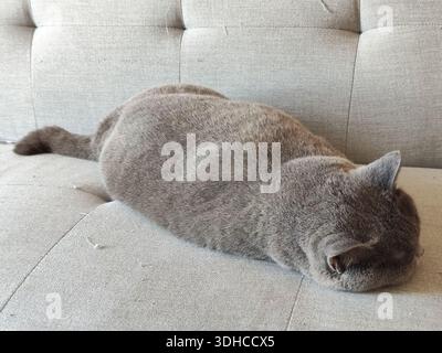 Il gatto grigio dorme tranquillamente su un divano beige Foto Stock