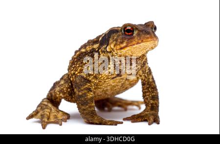 Rospo comune con pelle verrusca e colorazione marrone su sfondo bianco Foto Stock