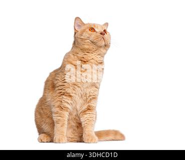 Gatto britannico shorthair color crema seduto e guardato curiosamente su uno sfondo bianco Foto Stock