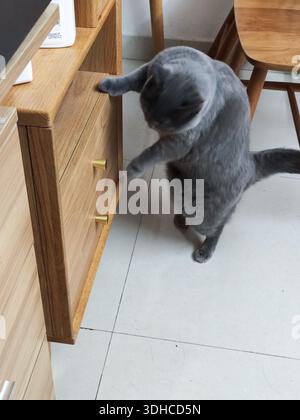 Gatto grigio in piedi su gambe posteriori, in grado di raggiungere il cassetto in legno Foto Stock