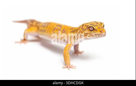 Geco leopardato che cammina su uno sfondo bianco Foto Stock