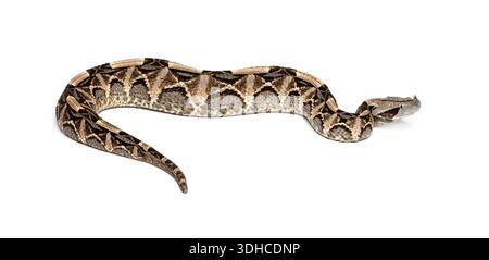 Gaboon viper, una delle vipere più grandi e pesanti del mondo, che si muove su uno sfondo bianco Foto Stock