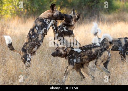 Cani selvatici africani (Lycain pictus) in gioco, riserva di caccia MalaMala, Sabi Sand, Sud Africa Foto Stock
