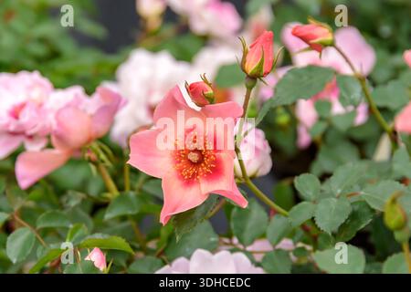 Persica-Rosa (Rosa SOLO PER I TUOI OCCHI) Foto Stock