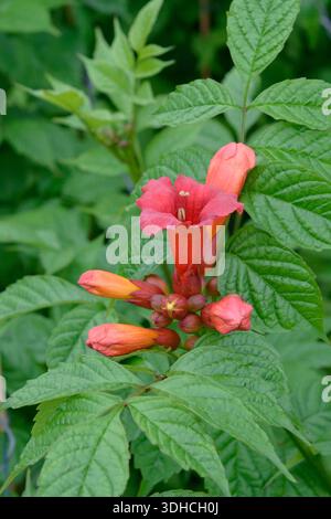 Amerikanische Trompetenwinde (Campsis radicans 'Stromboli') Foto Stock