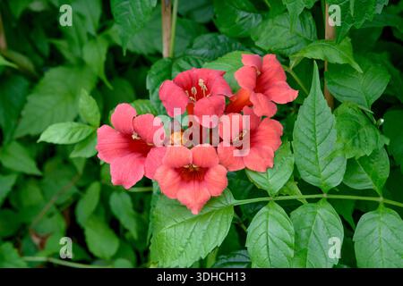 Amerikanische Trompetenwinde (Campsis radicans 'Stromboli') Foto Stock