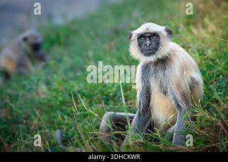 India, stato del Gujarat, Patan, langur grigio delle pianure settentrionali (Semnopithecus entellus) Foto Stock