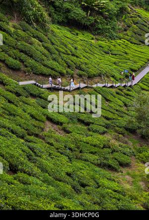 Malaysia, Cameron Highlands, Pahang, piantagioni di tè Foto Stock