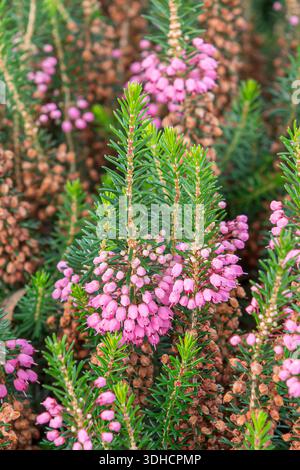 Cornwall-Heide (Erica vagans 'Mrs D.F. Maxwell') Foto Stock