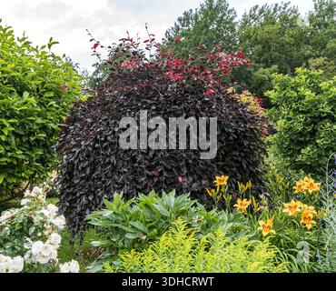 Hänge-Blut-Buche (Fagus sylvatica 'Purpurea pendula") Foto Stock