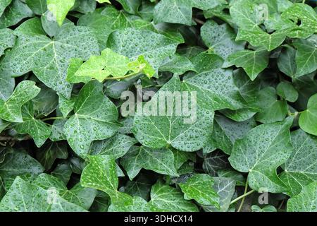 Irischer Efeu (Hedera hibernica) Foto Stock