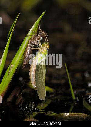 L'imperatore Dragonfly (Anax imperator) appena emerse ali adulte in espansione, aggrappate al caso larva, Herefordshire, Inghilterra, giugno Foto Stock