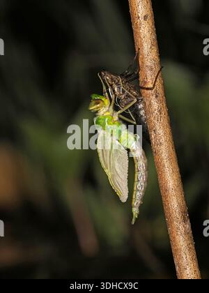 Imperatore Dragonfly (Anax imperator) adulto appena schiusa aggrappato alla cassa di larva, ali in espansione, Herefordshire, Inghilterra, maggio Foto Stock