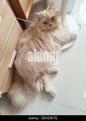 Soffice gatto persiano sdraiato su pavimento piastrellato accanto ad armadietto in legno Foto Stock