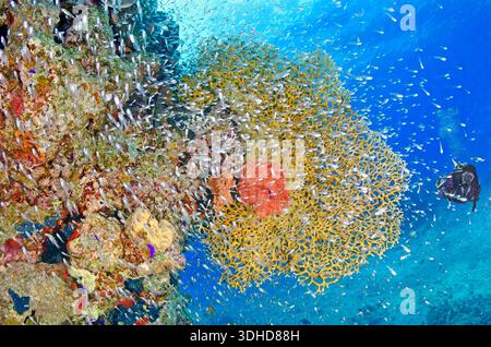 Egitto, Mar Rosso, una barriera corallina con... Foto Stock