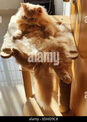 Soffice gatto persiano che sdraia su un albero di gatto in una stanza illuminata dal sole Foto Stock