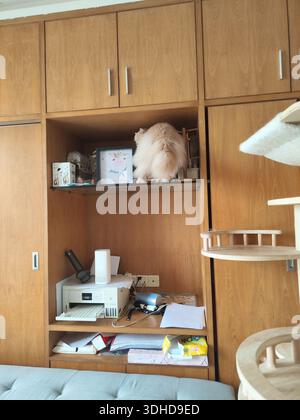 Gatto soffice appoggiato su un ripiano di legno in un ufficio domestico Foto Stock