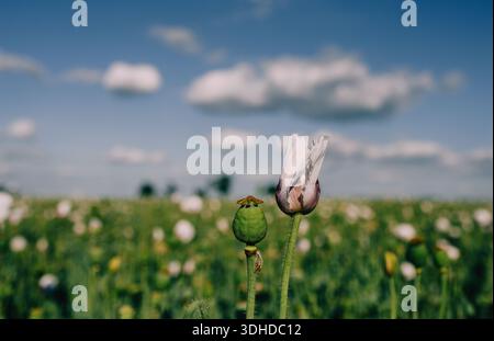 Primo piano di un fiore di papavero bianco in fiore e di una cialda di semi verdi in un vasto campo di papavero sotto un cielo blu con morbide nuvole. La foto cattura la bellezza di Foto Stock