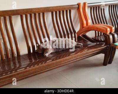 Un gatto grigio sdraiato su una panchina di legno all'interno Foto Stock