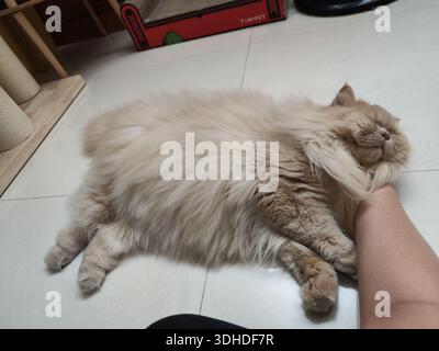 Soffice gatto a pelo lungo che dorme tranquillamente sul pavimento mentre viene pettinato Foto Stock