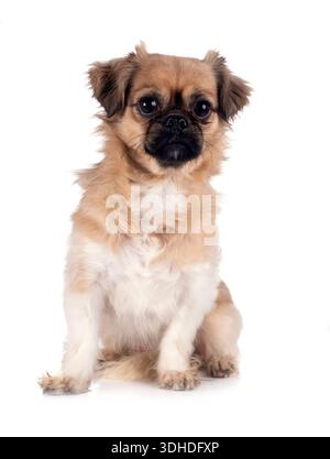 Spaniel tibetano davanti a sfondo nero Foto Stock