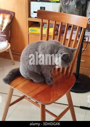 Gatto grigio seduto su una sedia in legno negli interni domestici Foto Stock