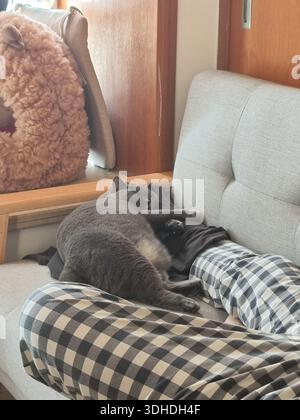 Il gatto grigio si arriccia e dorme su un comodo divano con coperta a quadri Foto Stock