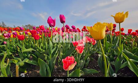 Tulipani in fiore multicolori nel campo in primavera nei Paesi Bassi Foto Stock