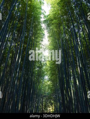 Vista dei torreggianti gambi di bambù che raggiungono il cielo, creando un vivace tunnel verde di meraviglia naturale e pace, Kyoto, Kyoto, Giappone. Foto Stock