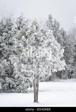 Ginepri ricoperti di neve in piedi in un tranquillo campo invernale, ricoperti di gelo sotto un cielo coperto. Tranquillo paesaggio invernale con alberi sempreverdi smerigliati. Foto Stock