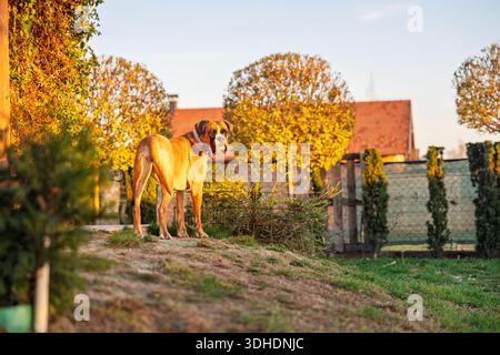Un grande cane pugile si erge su una piccola collina in un giardino illuminato dal sole durante l'autunno. Il caldo bagliore del tramonto mette in risalto i colori autunnali, un ambiente rurale accogliente e un Foto Stock