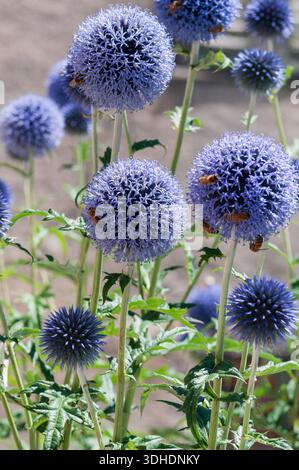 Globe Thistles Blue, Echinops ritro Foto Stock