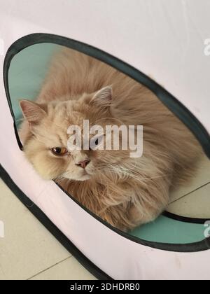 Soffice gatto persiano che si rilassa in un letto per animali Foto Stock