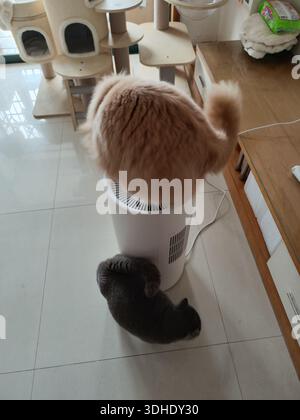 Due gatti interagiscono curiosamente con un purificatore d'aria in una casa moderna Foto Stock