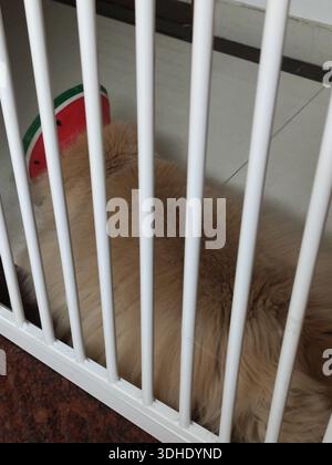 Soffice cane che riposa dietro il cancello bianco per animali domestici con un giocattolo ad anguria Foto Stock