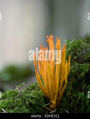 Fungo Stagshorn giallo (Calocera viscosa) che cresce su un ceppo d'albero. Tipperary, Irlanda Foto Stock