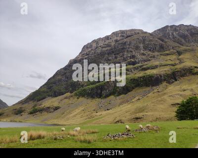 Pecore che pascolano in un lussureggiante campo verde sotto torreggianti montagne rocciose Foto Stock
