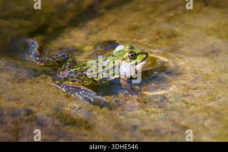 Chiamata maschile di rana d'acqua comune (Pelophylax esculentus, Rana esculenta) con sacchi vocali Foto Stock